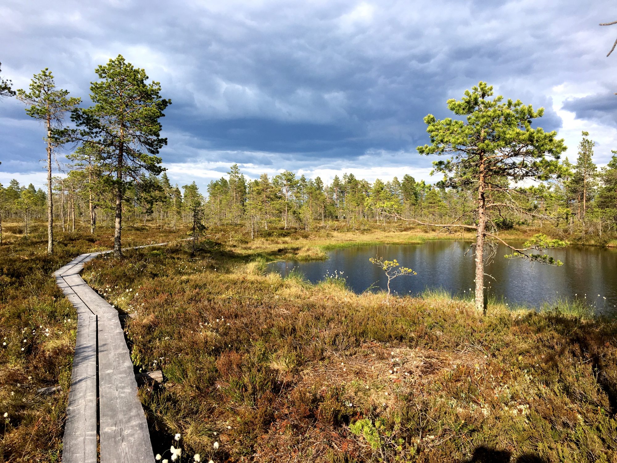Ostrobothnia road trip: the 5 km hike of Kauhaneva-Pohjankangas The 5 km hike of Kauhaneva-Pohjankangas National Park