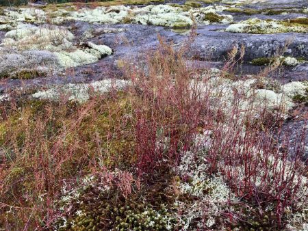 Vegetation of Kopparnäs, Finland