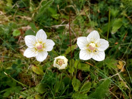 Arctic flowers in Vesterålen, Norway