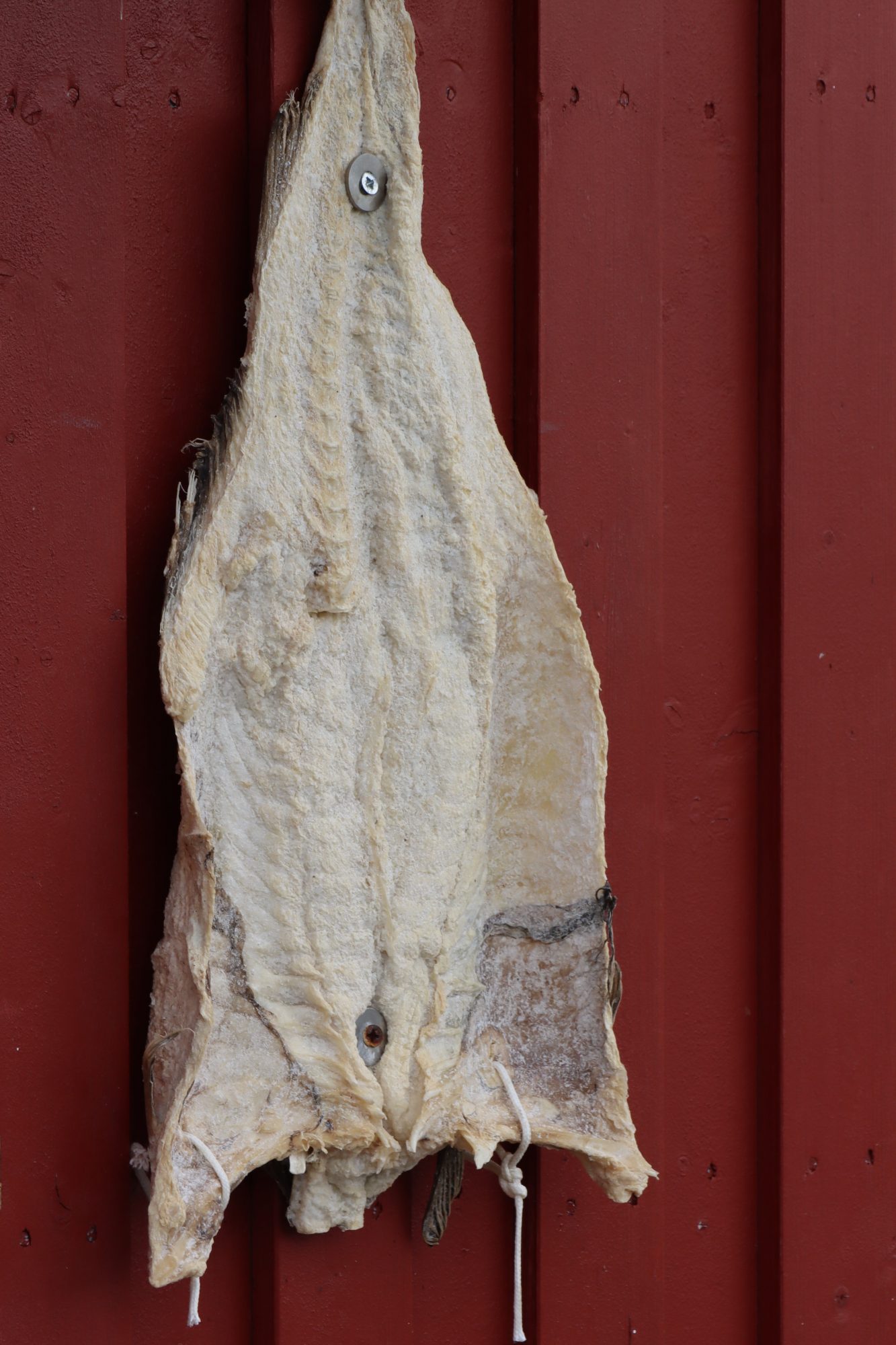 Drying cod Hanging cod, Henningsvær, Lofoten