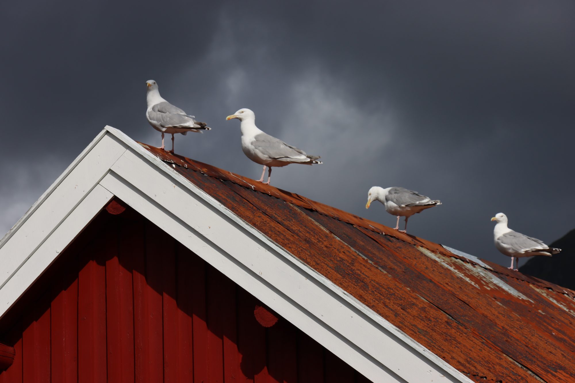 Norway by motorhome: seagulls on the roof Reine seagulls, Lofoten
