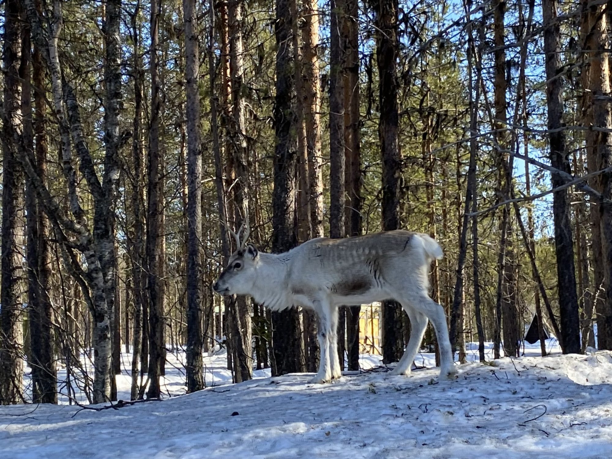 An Äkäslompolo reindeer, Ylläs