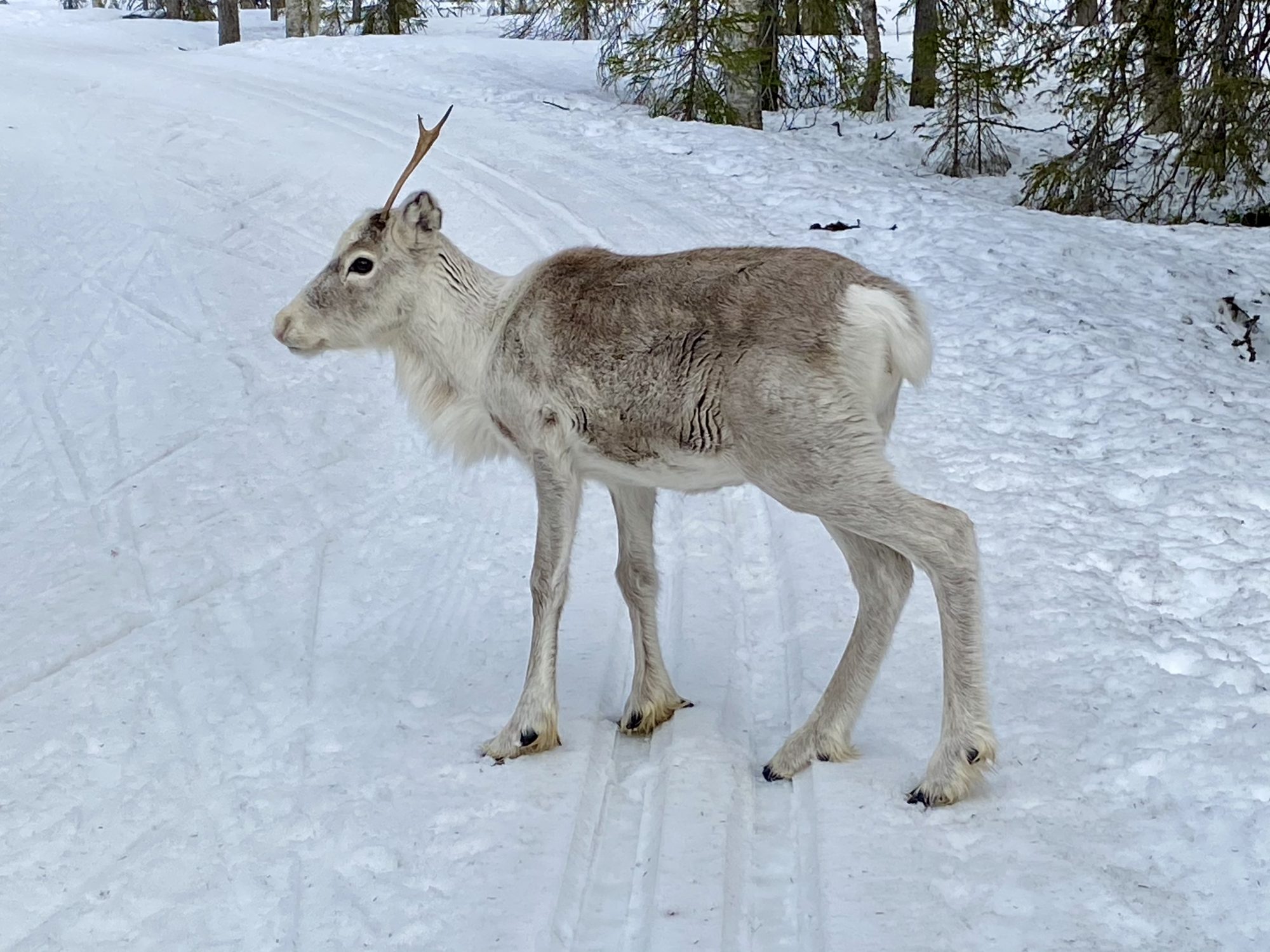 Arctic Lapland spring: a reindeer on the ski track