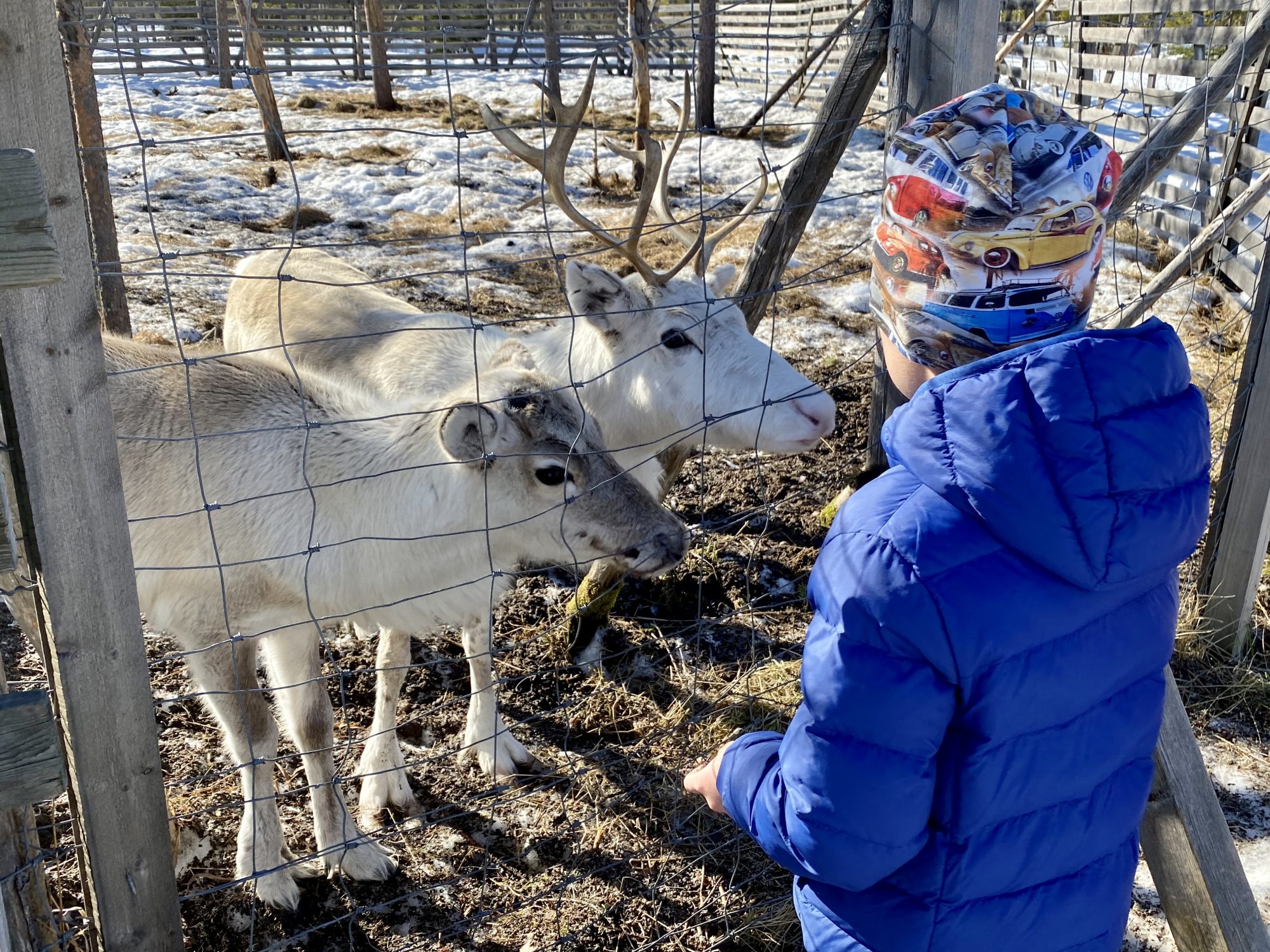 Arctic Lapland spring: feeding reindeer