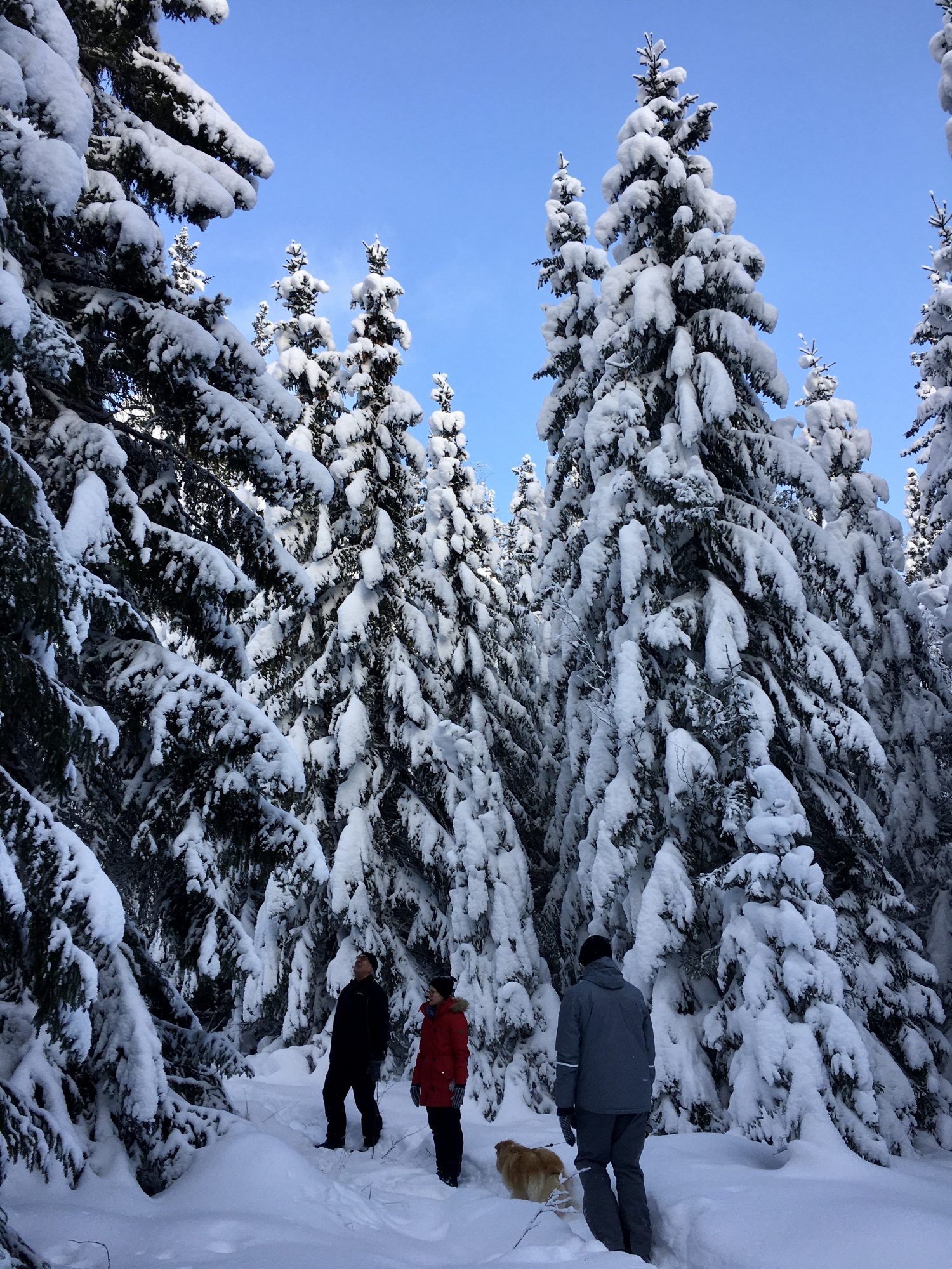 Mid-winter snow-laden trees