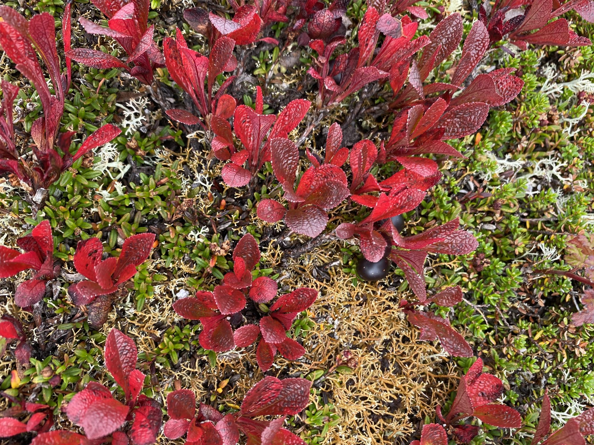 Autumn colors of Hoven, Lofoten
