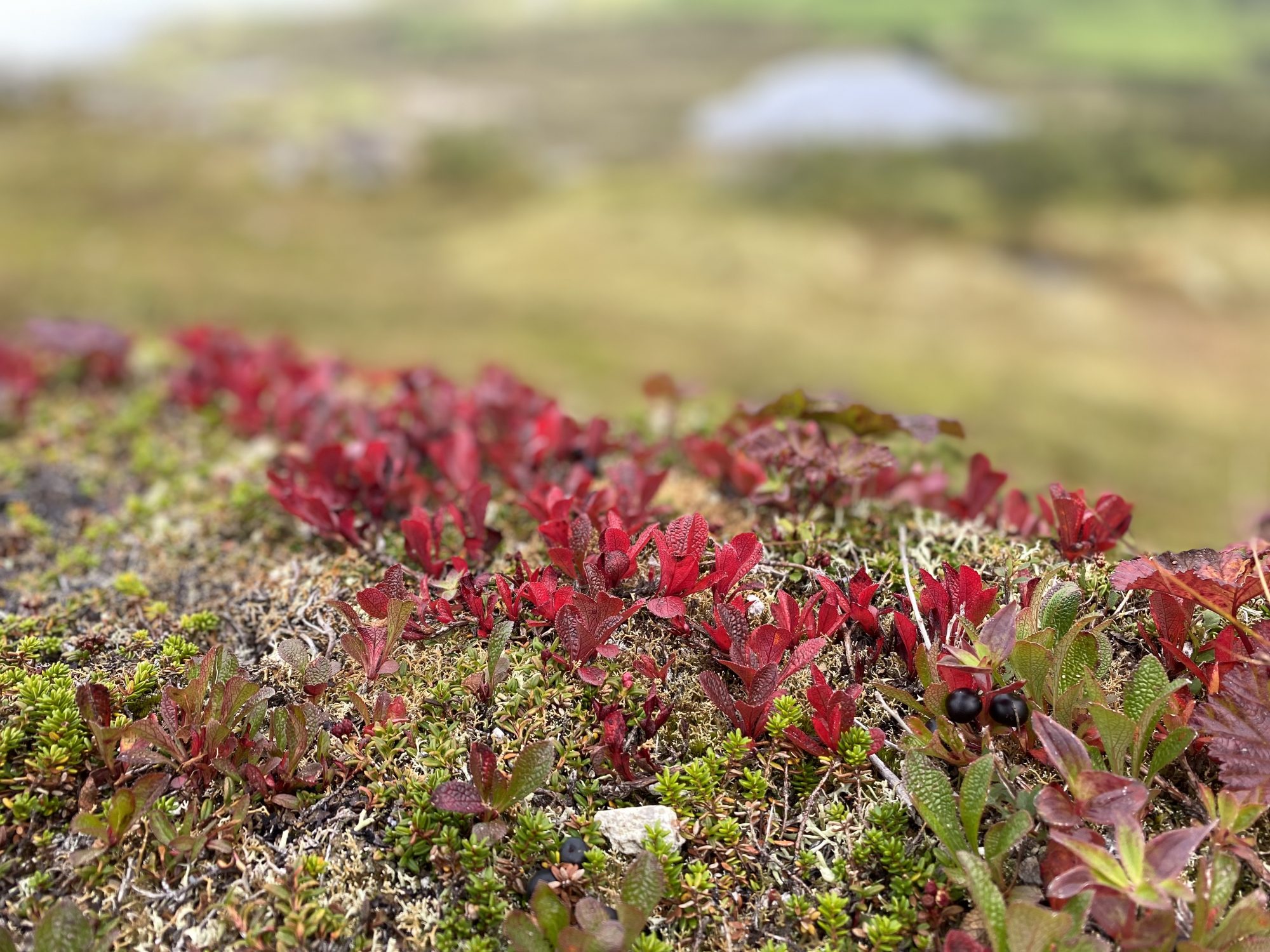 Autumn on Hoven, Lofoten hikes