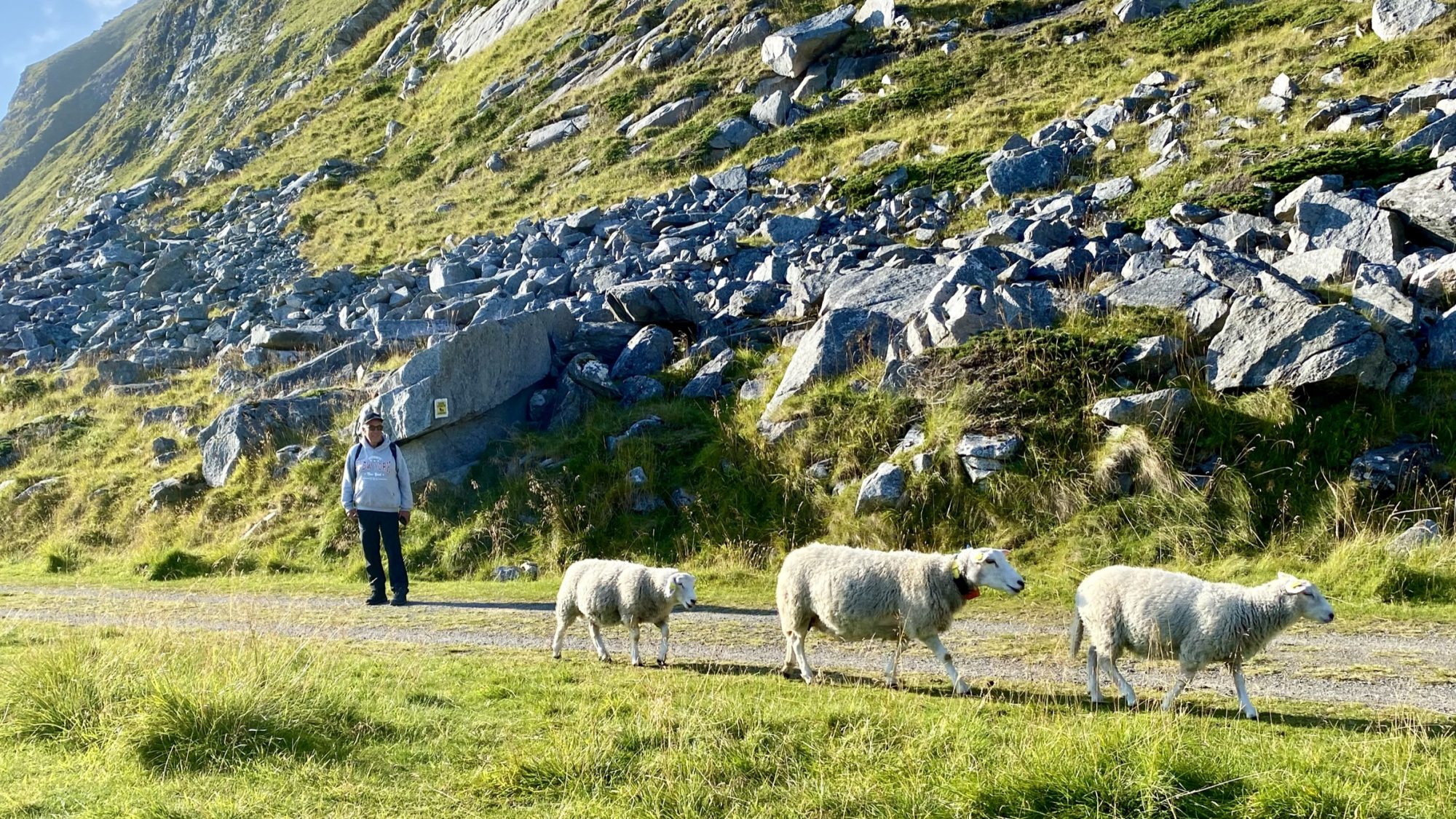 Hiking with sheep, Haukland, Lofoten