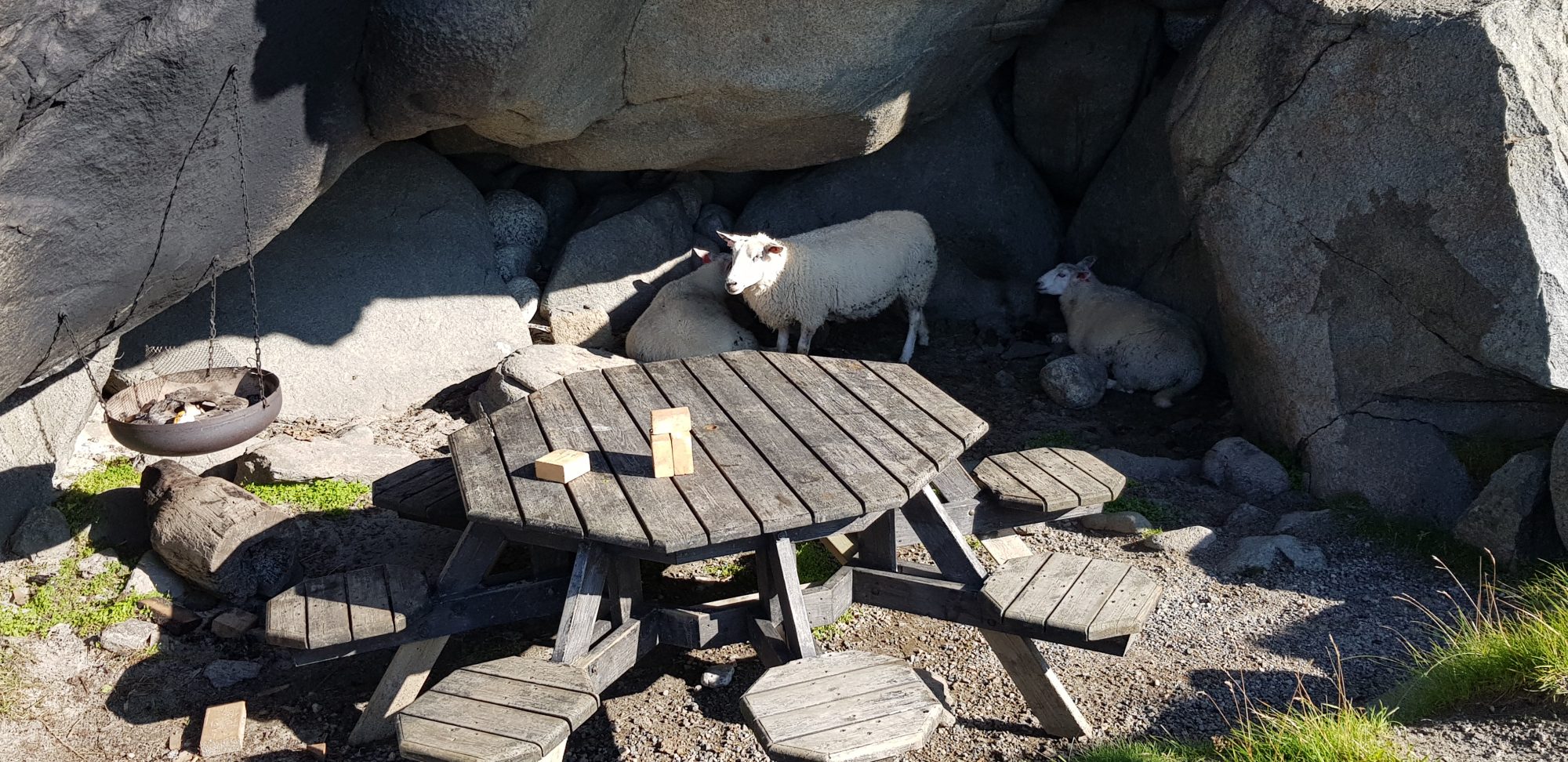Lofoten hikes: sheep on picnic