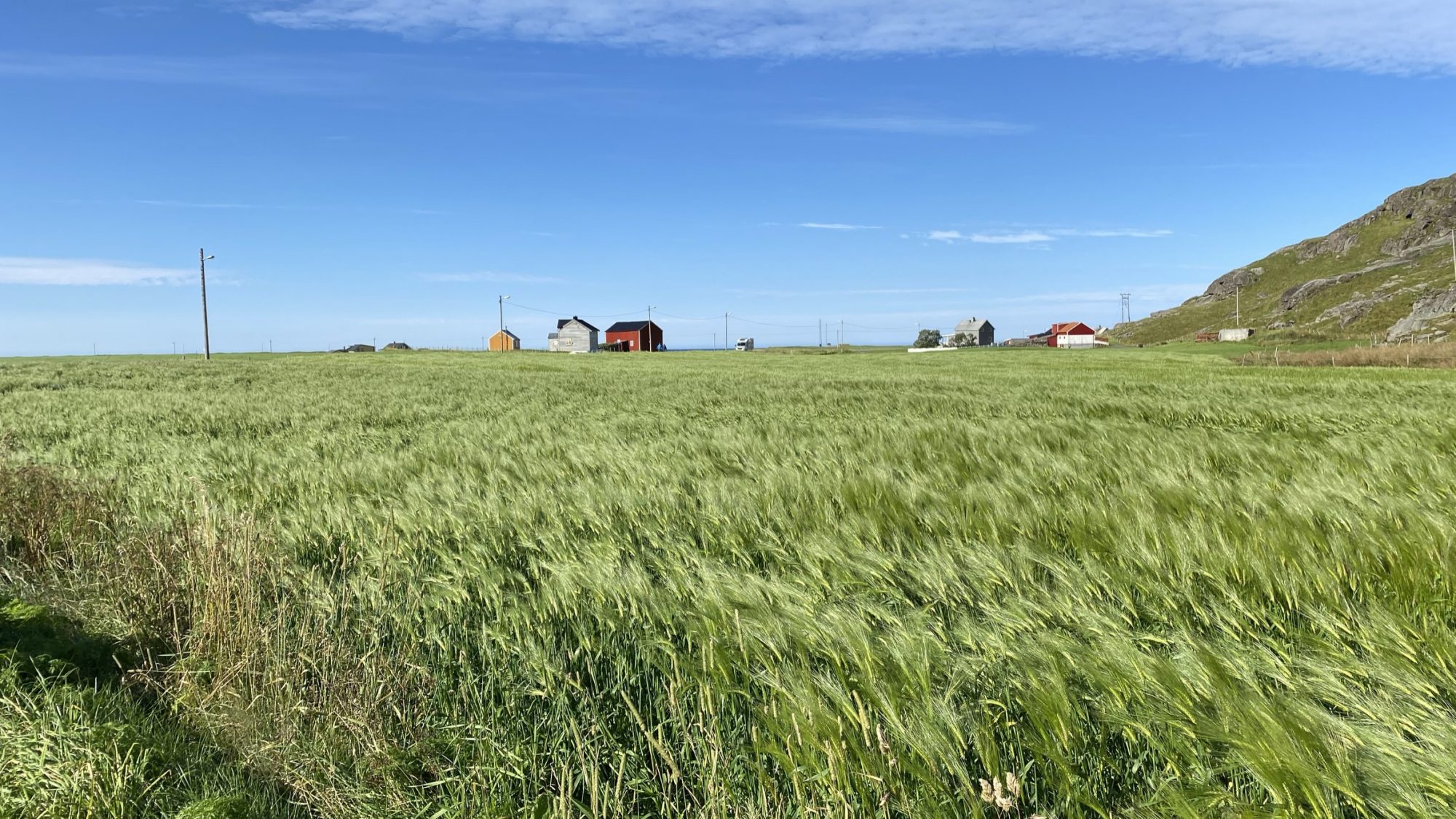 Uttakleiv grain fields, Lofoten