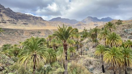 Gran Canaria mountains: palms of La Sorrueda