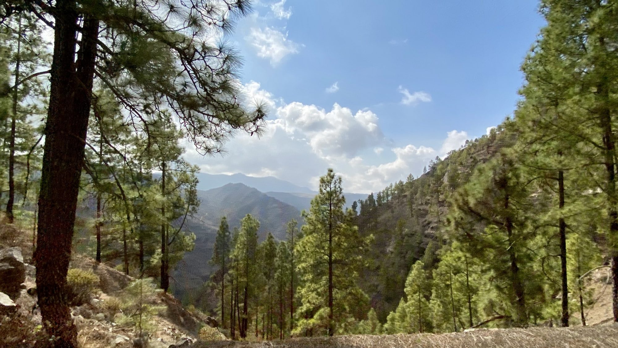 Gran Canaria mountain pine Drive to the highest mountains in Gran Canaria: pines