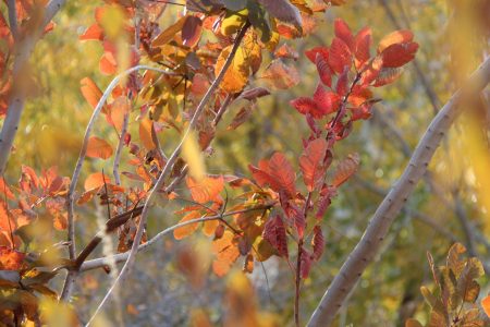 National Mall walking itinerary, autumn foliage