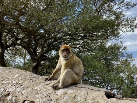 A Gibraltar monkey living on the Rock