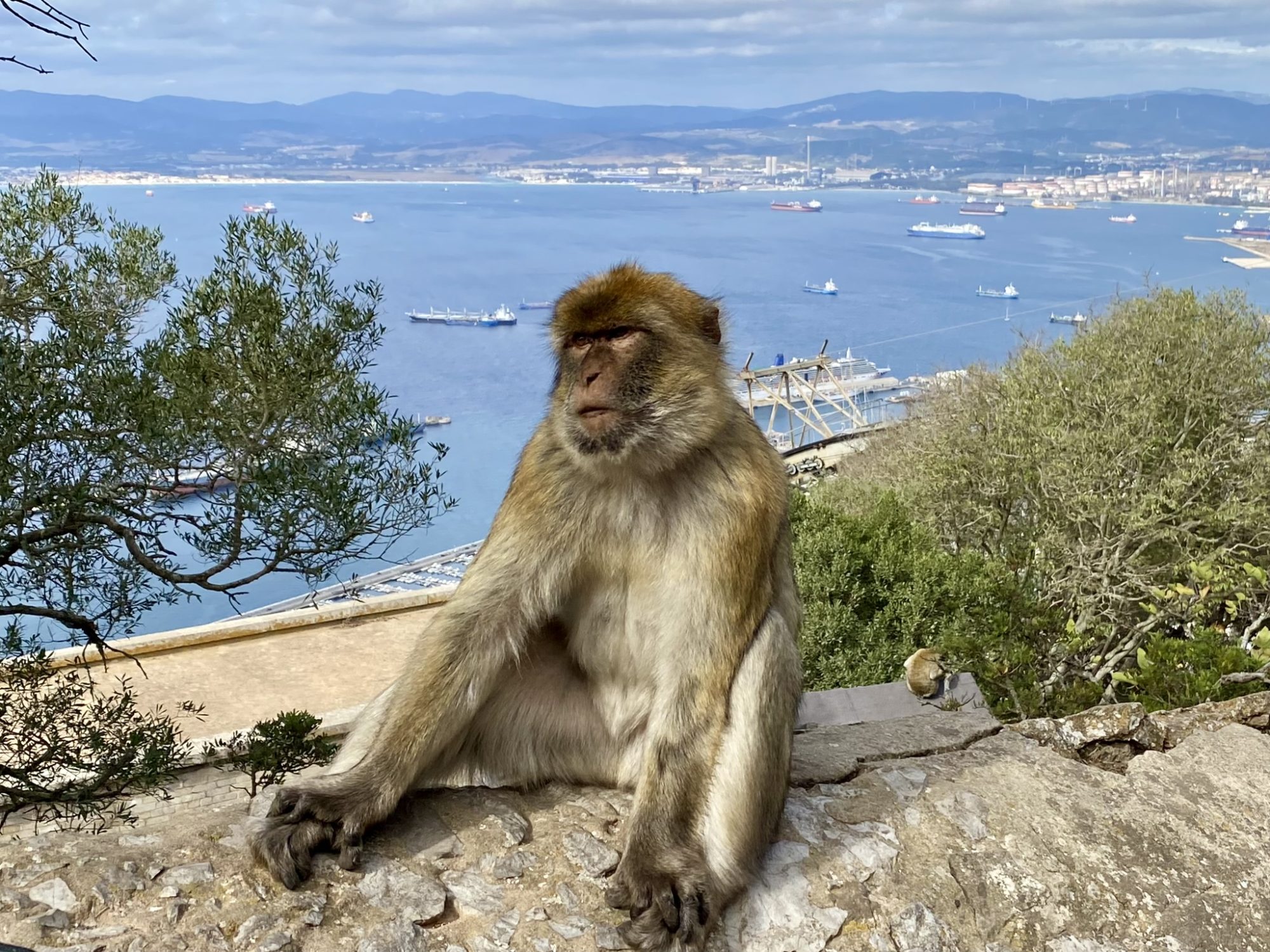 Day trip from Costa del Sol: see the Gibraltar monkeys Day trip from Costa del Sol: Gibraltar monkey