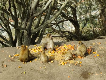 Gibraltar monkey family