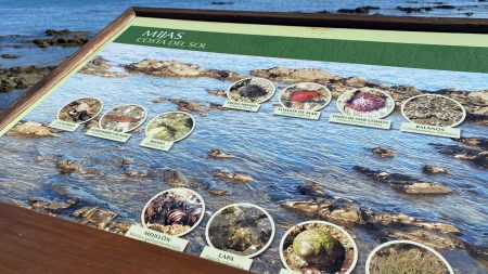 Sea life of Senda Litoral, Mijas