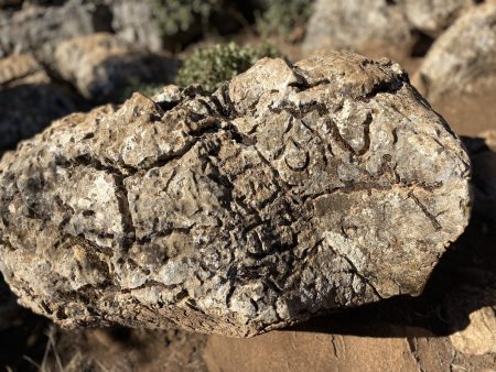 Torcal de Antequera fossil rock