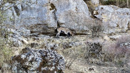 Torcal de Antequera wildlife